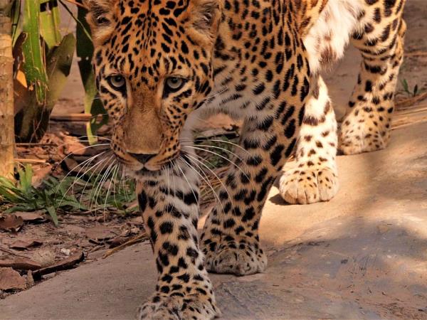 Laos Wildlife sanctuary volunteering holiday