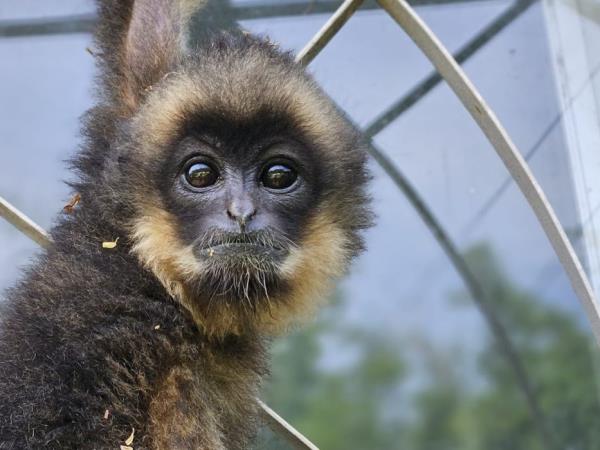 Laos Wildlife sanctuary volunteering holiday
