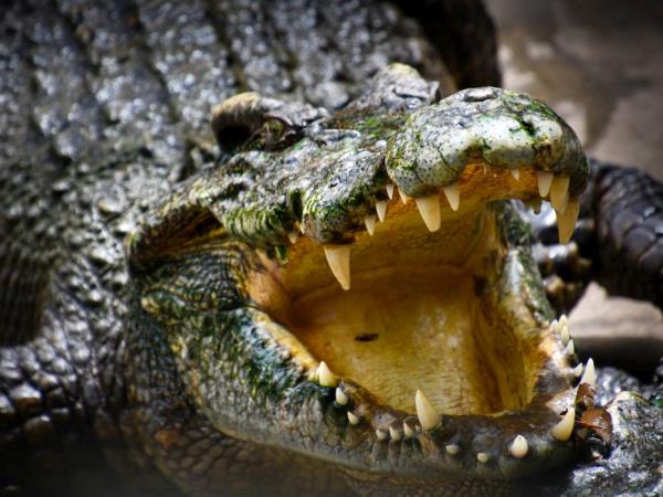 Laos Wildlife sanctuary volunteering holiday