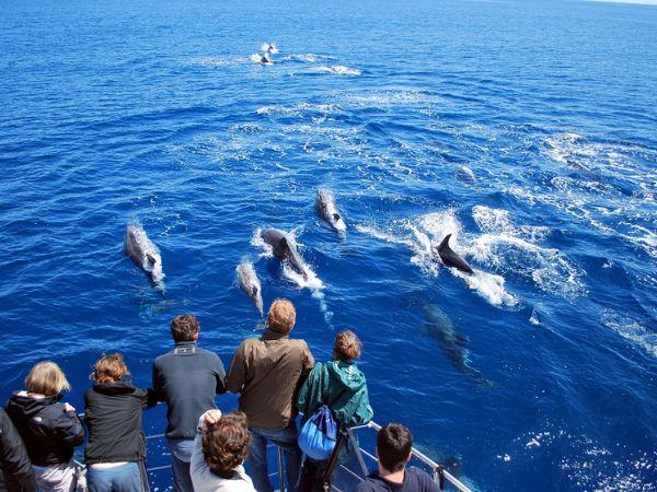 Azores tour, island explorer
