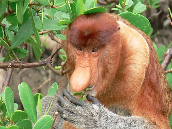 Borneo rainforest adventure holiday for families