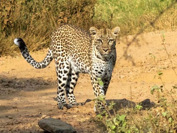 Serengeti walking safari, Tanzania