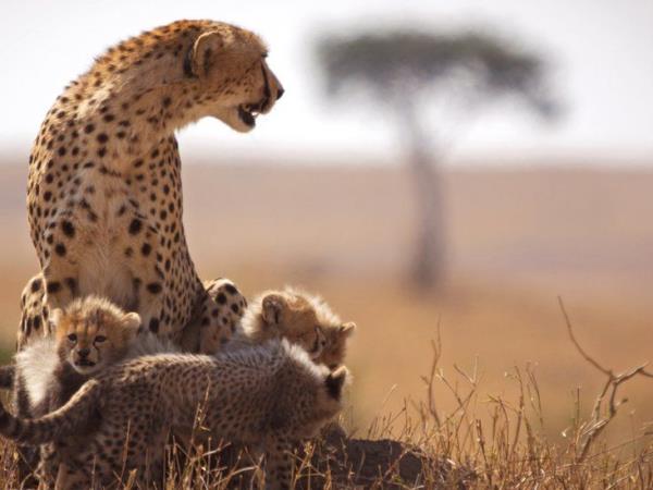 Kenya wildlife safari and beach holiday