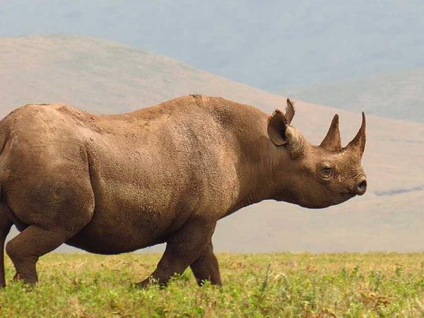 Kenya and Tanzania tailor made safari