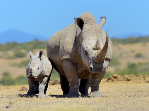 Luxury Kenya and Tanzania safari with Zanzibar