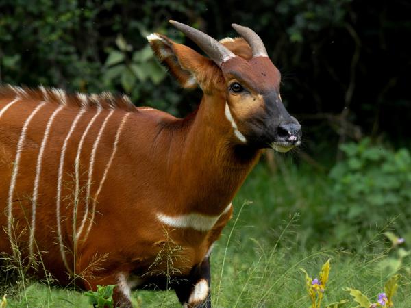 Luxury Kenya and Tanzania safari with Zanzibar