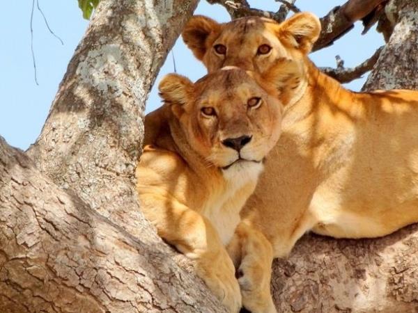 Kenya and Tanzania private safari holiday