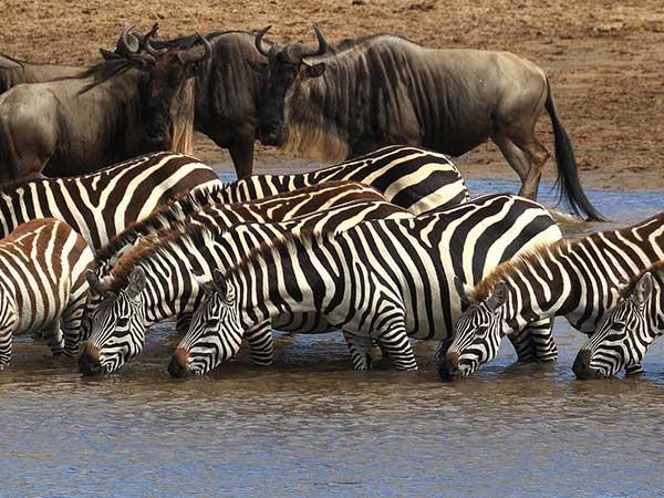 Kenya and Tanzania private safari holiday