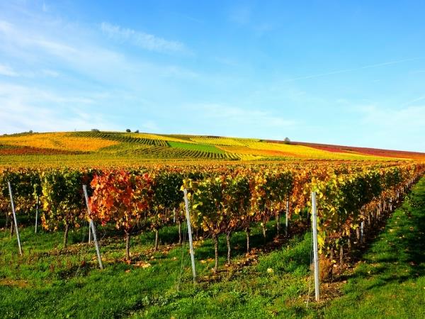 Armenia wine tour