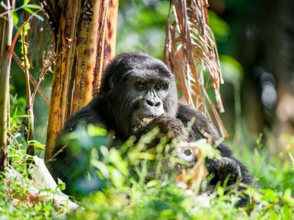 Rwanda hike, bike & kayak holiday
