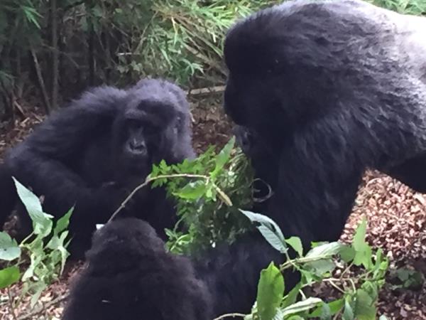 Rwanda hike, bike & kayak holiday