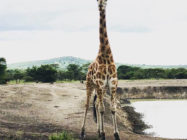 Uganda ultimate primate safari