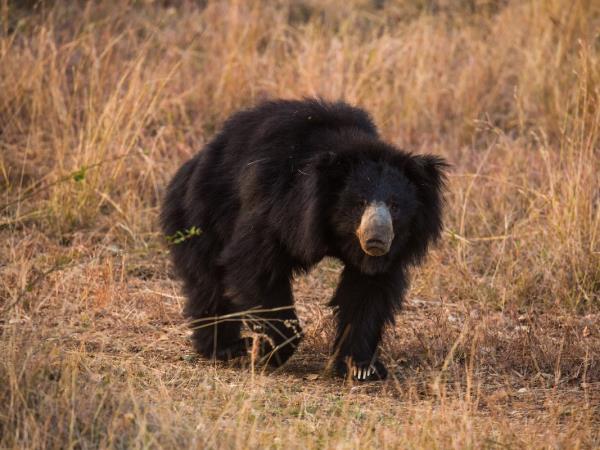 Tigers of India photography tour 