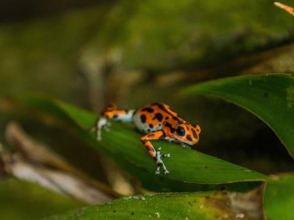 Best of Panama holiday