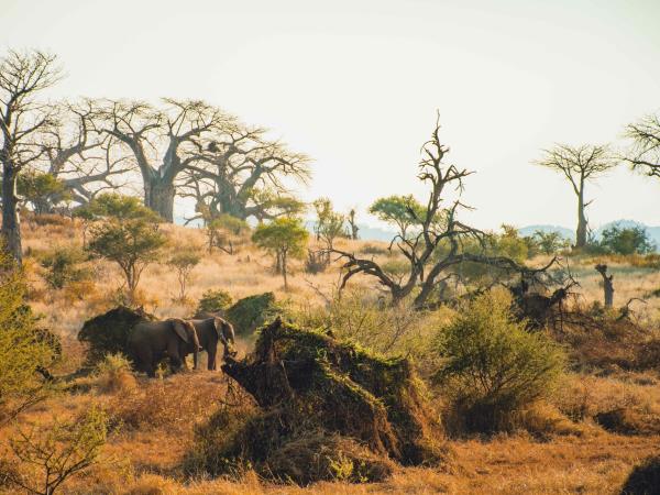 Greater Kruger walking safari, South Africa