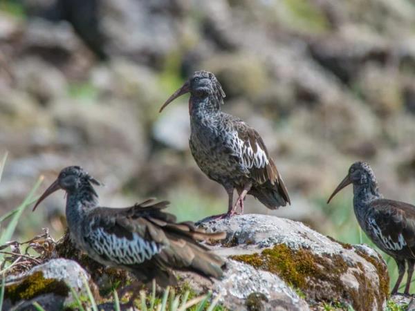 Ethiopia bird watching holiday