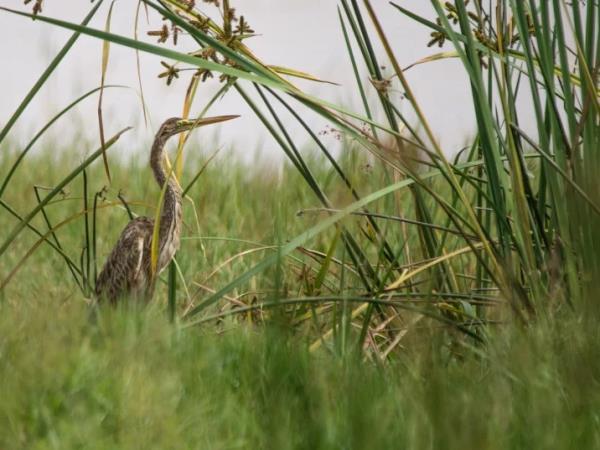 Ethiopia bird watching holiday