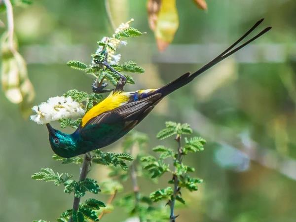 Ethiopia bird watching holiday