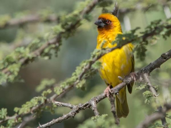 Ethiopia bird watching holiday