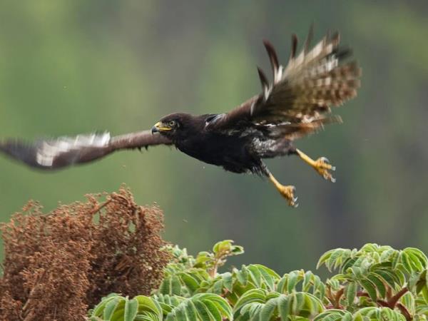 Ethiopia bird watching holiday