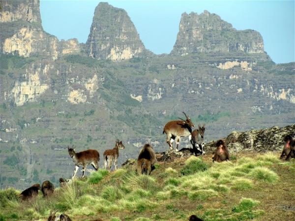 Ethiopia guided highlights tour
