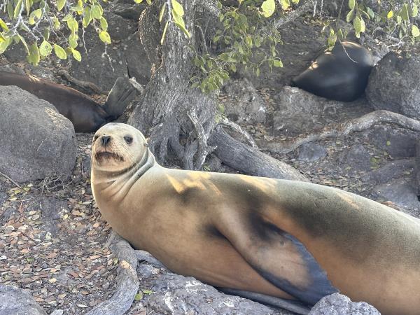 Luxury Ecuador and Galapagos tailor made holiday
