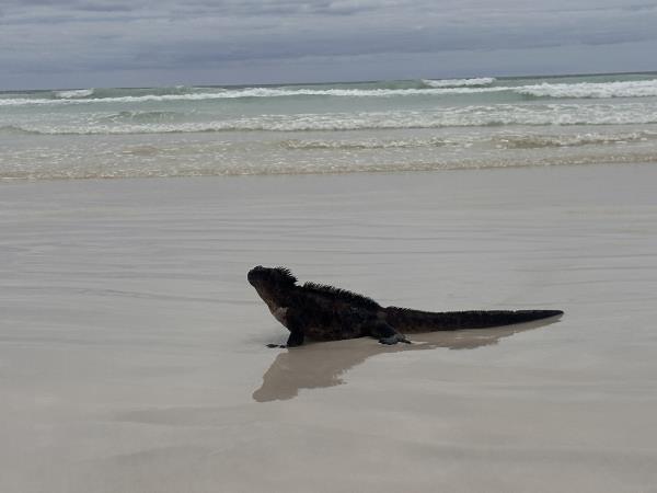 Luxury Ecuador and Galapagos tailor made holiday