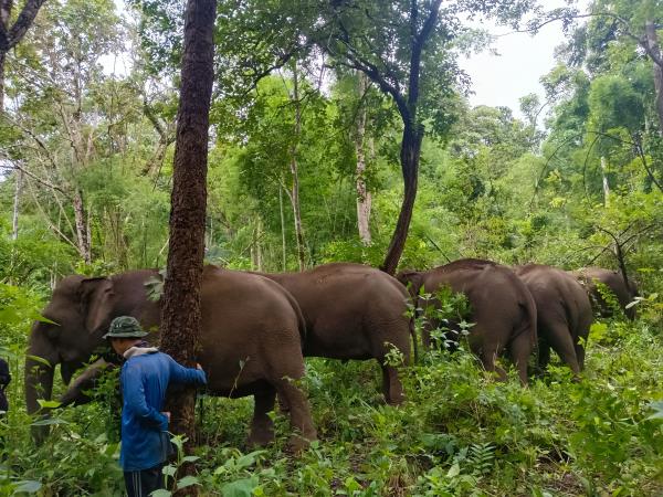 Bangkok to Chiang Mai tour, elephants, trekking & culture