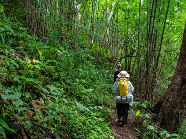 Bangkok to Chiang Mai tour, elephants, trekking & culture