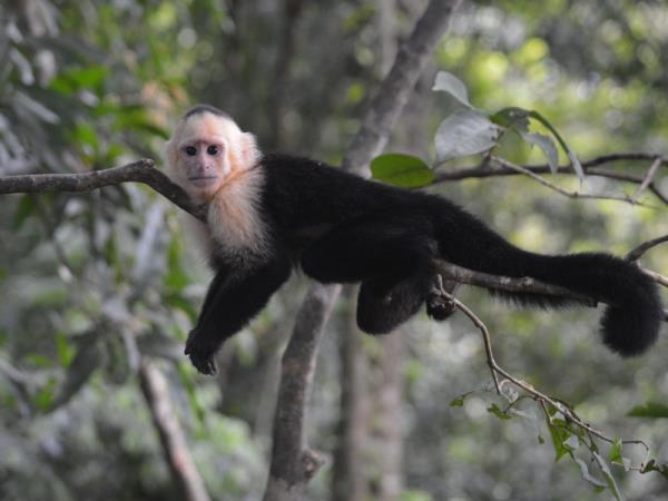 Costa Rica family tour, 11 days