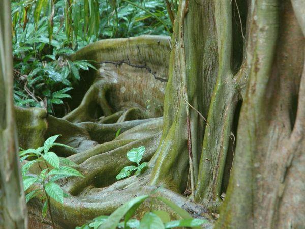 Belize adventure & Island hopping holiday