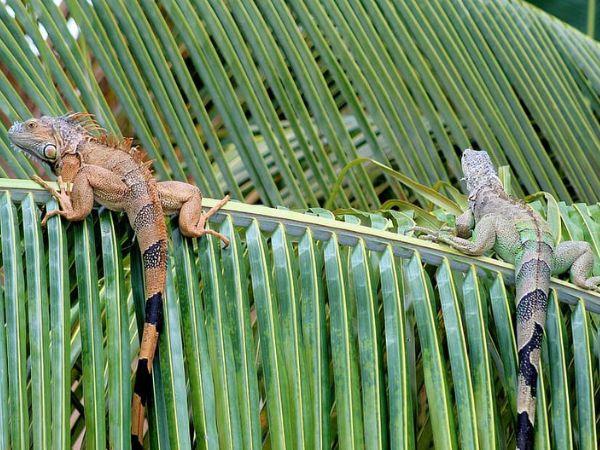 Belize adventure & Island hopping holiday