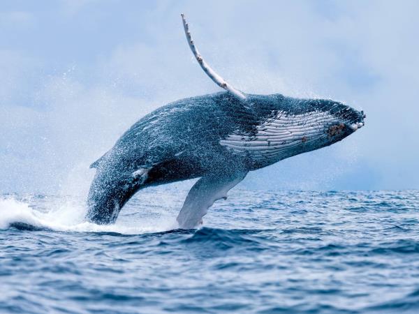 Colombia wildlife & nature holiday