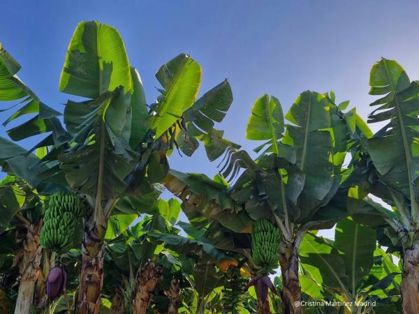Learn Spanish and yoga in Tenerife