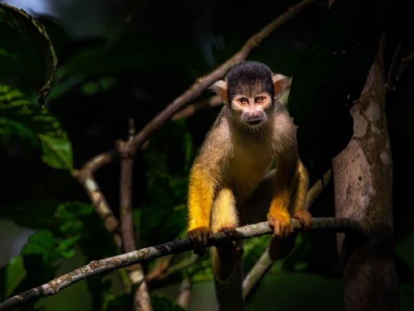 Bolivia Amazon tour