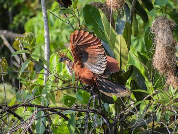 Bolivia Amazon tour