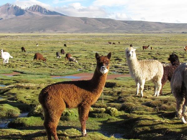 Bolivia photography tour