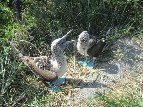 Galapagos adventure holiday