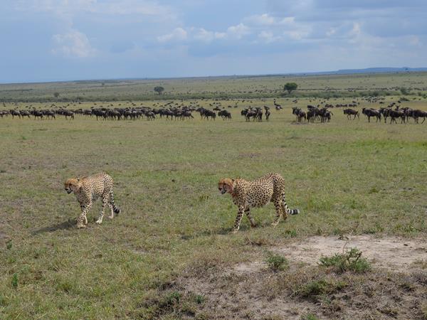 Kenya guided wildlife holiday