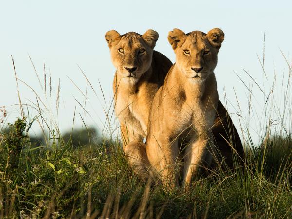 Kenya guided wildlife holiday