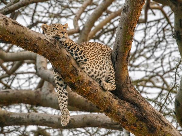 Kenya guided wildlife holiday