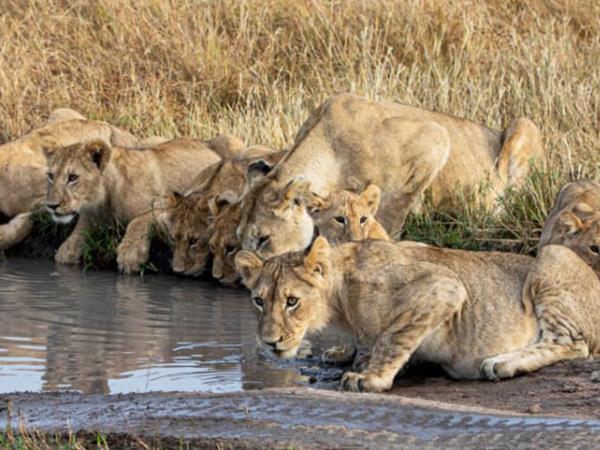 Kenya flying safari