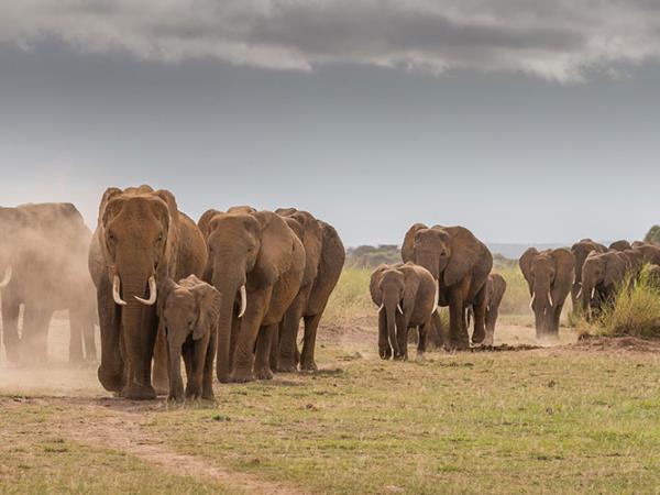 Kenya & Tanzania safari holidays
