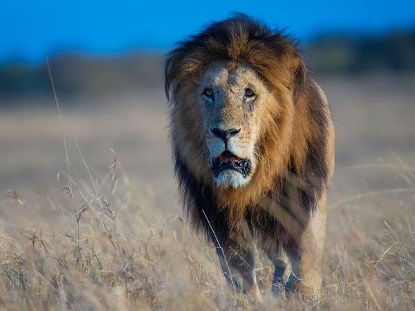 Kenya & Tanzania safari holidays
