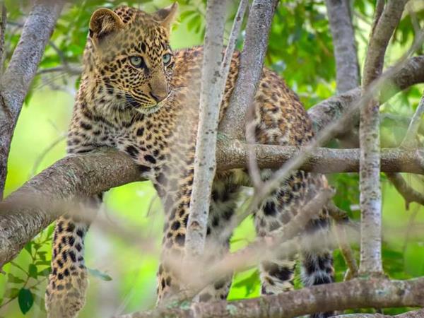 Kenya & Tanzania safari holidays