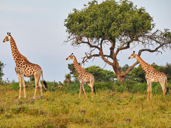 Kwa Zulu Natal self drive holiday