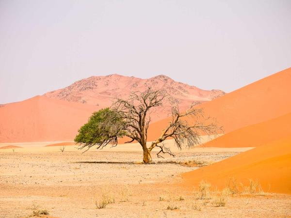 Namibia self drive holiday, big cat conservation
