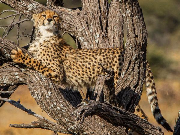Namibia self drive and Botswana holiday