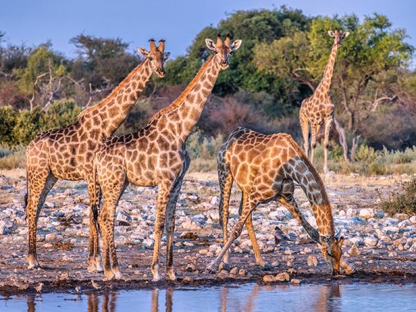 Namibia self drive and Botswana holiday