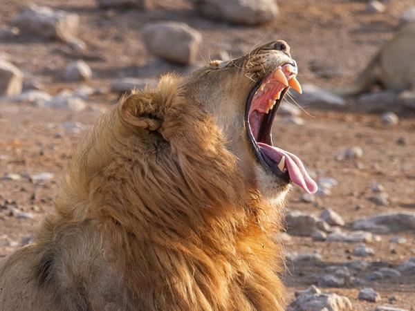 Namibia self drive and Botswana holiday